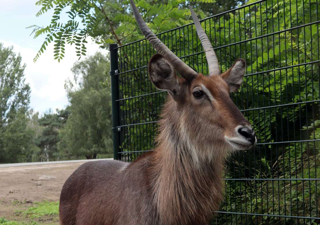 hluhluwe game reserve fence​_